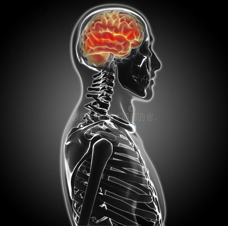 Human skull cross section with brain. - Stock Illustration