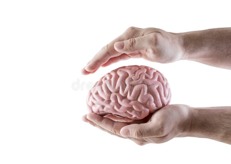 Human brain covered by hands isolated on white background with clipping path