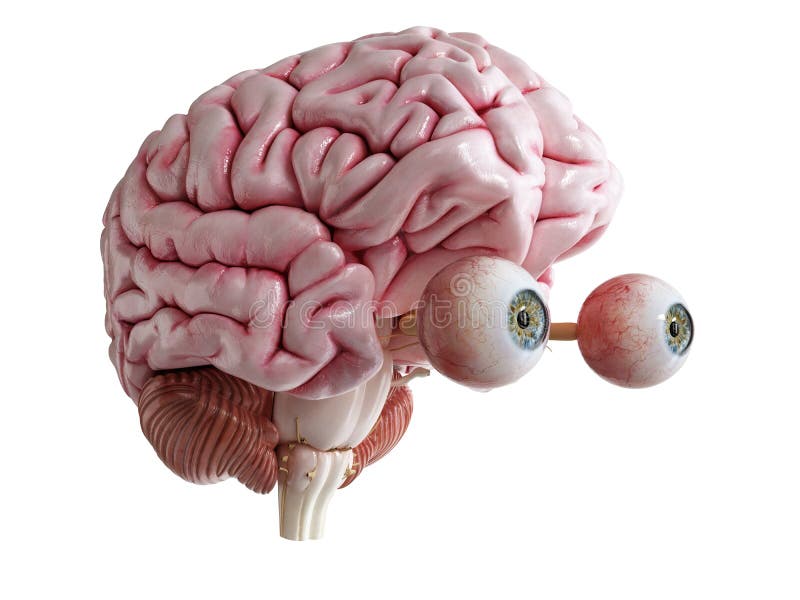 3d rendered medically accurate illustration of a human brain and eyes