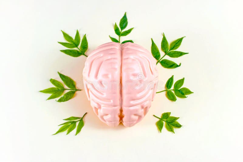 Human brain with green leaves on light background. Mental health, eco intelligence, natural phytotherapy medication concept. stock photo Human brain with green leaves on light background. Mental health, eco intelligence, natural phytotherapy medication concept. stock photo