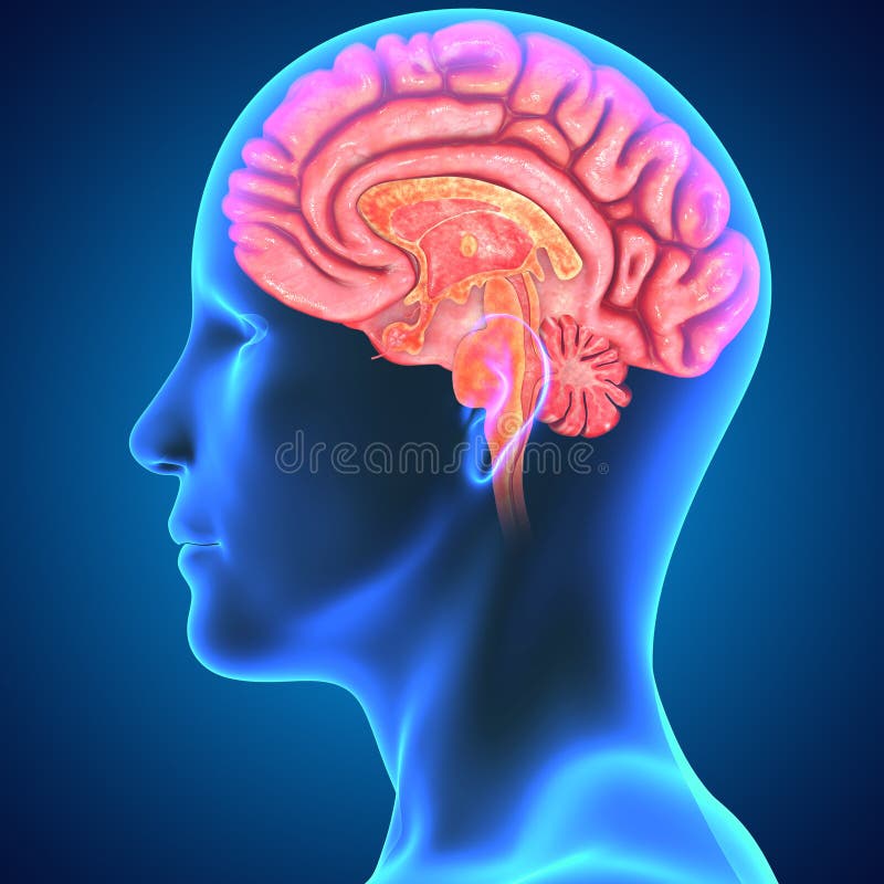 Human Brain royalty free illustration Human Brain royalty free illustration