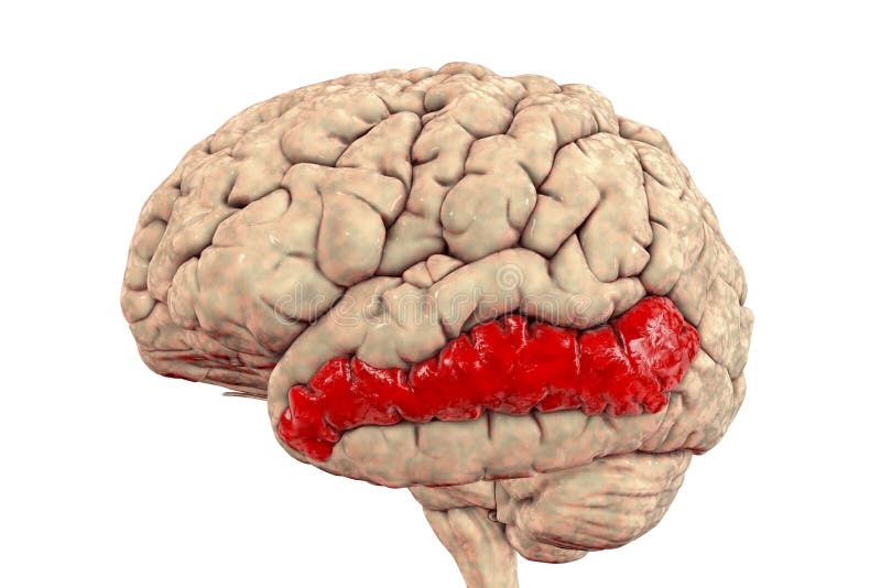 Human Brain with Highlighted Middle Temporal Gyrus Stock Illustration