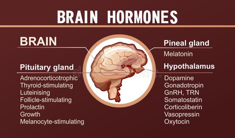 Brain Hormones Icon Outline Style Stock Vector Illustration Of Line 