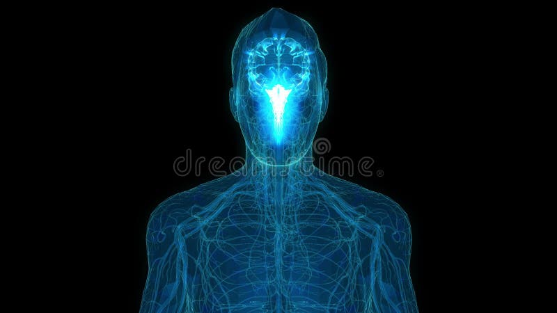 Human Brain with impulse Receiving and transmitting