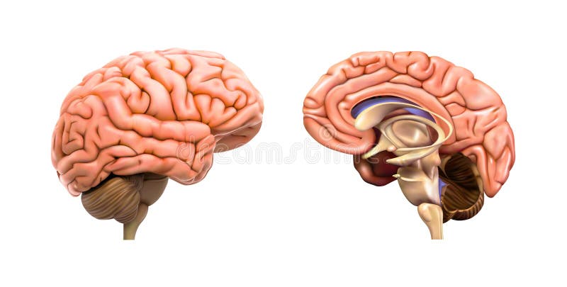 El hemisferio izquierdo del cerebro
