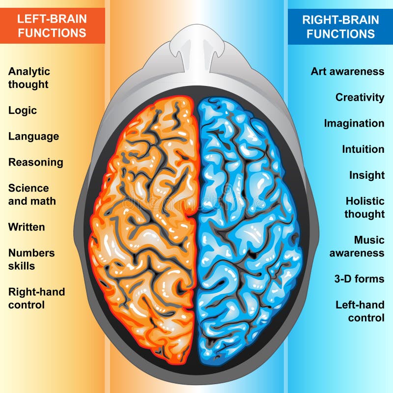 Cuerpo, hombre cerebro a la izquierda a la ley funciones.