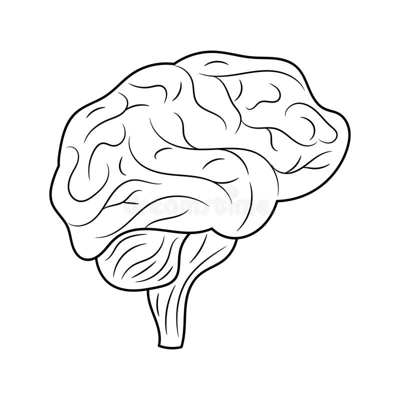 Human Brain Line Art Black and White Vector Illustration Stock Vector ...