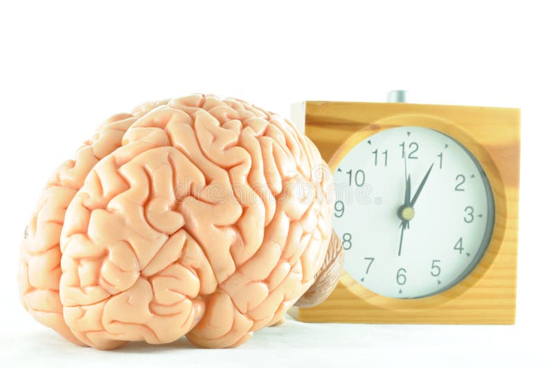 Часы brain. Анатомические часы. Мозг и часы. Часы анатомия.