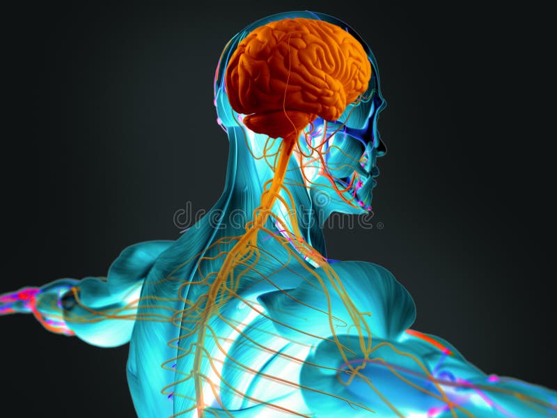 Human brain and nervous system