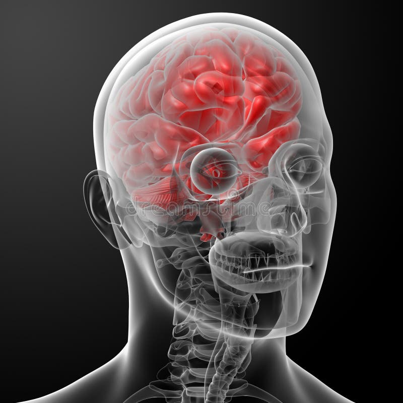 Human skull cross section with brain. - Stock Illustration