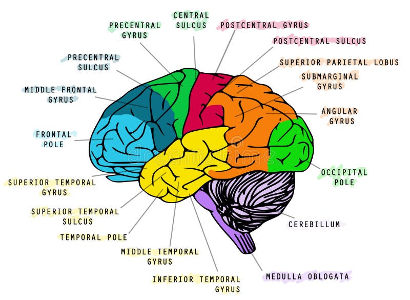 Illustration of Human`s Brain Functions and Anatomy Stock Illustration ... Biology Diagrams