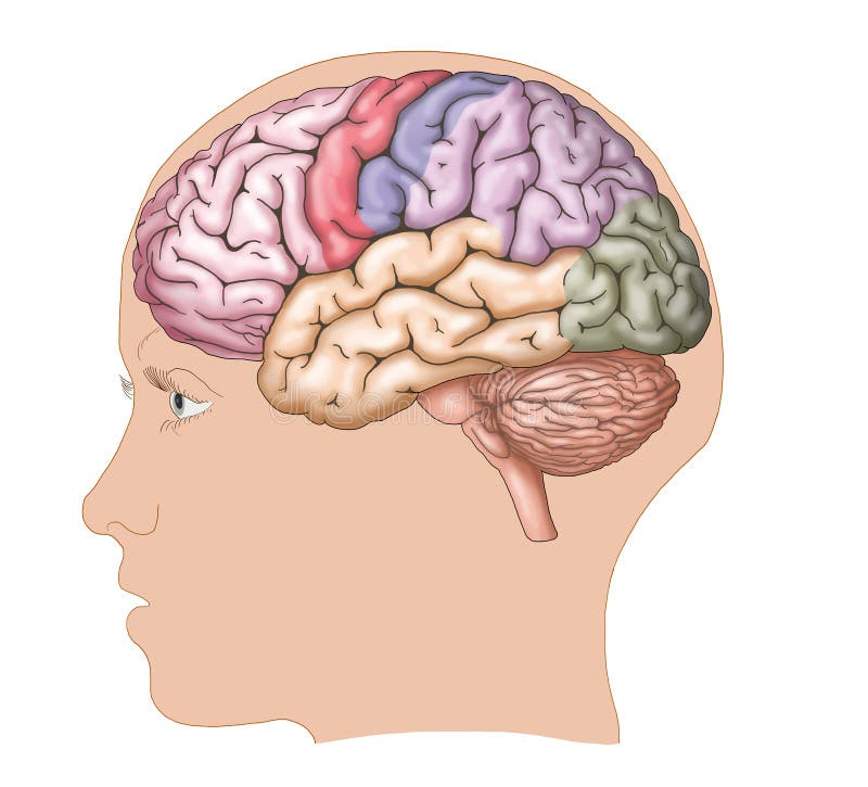 Human brain / side view stock illustration. Illustration of biology
