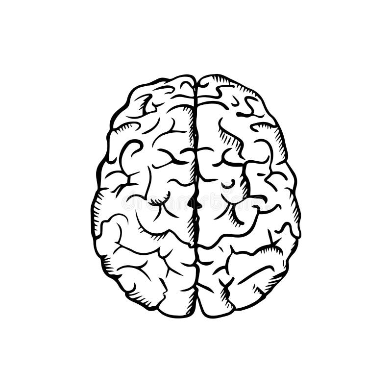 Human Brain Sketch in Ouline Style Stock Vector - Illustration of ...
