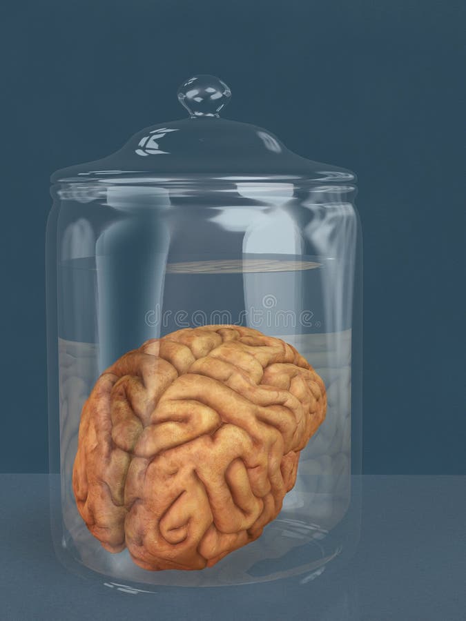 Human Brain In A Specimen Jar Stock Photography Image 15002802