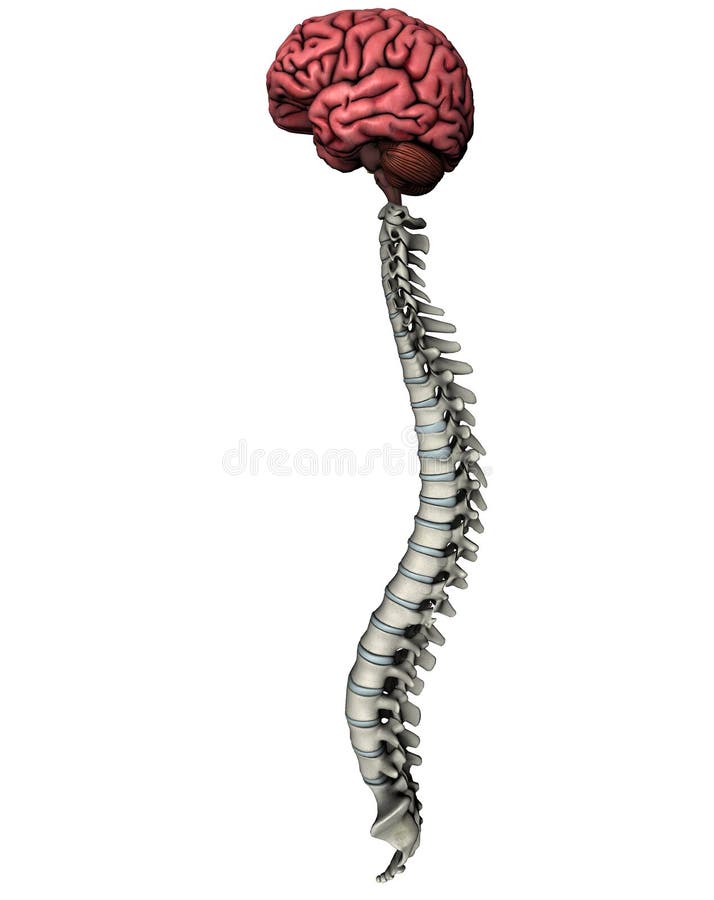 Umano, del cervello e della colonna vertebrale laterale anatomico illustrazione 3D su sfondo bianco.