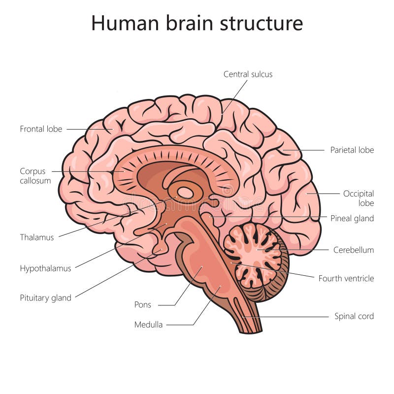 Human Brain Structure Diagram Medical Science Stock Illustration