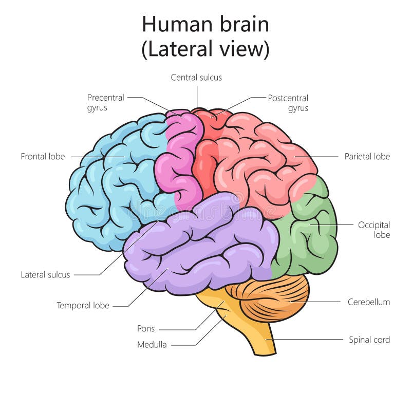 Human Brain Structure Diagram Medical Science Stock Illustration ...