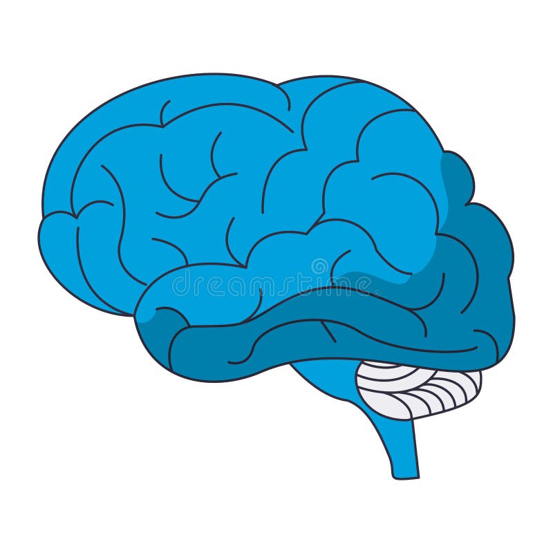 Human brain symbol stock vector. Illustration of cerebral - 145274198