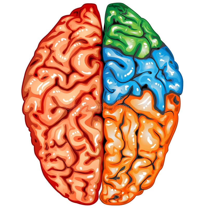 Human brain top view stock vector. Illustration of ...