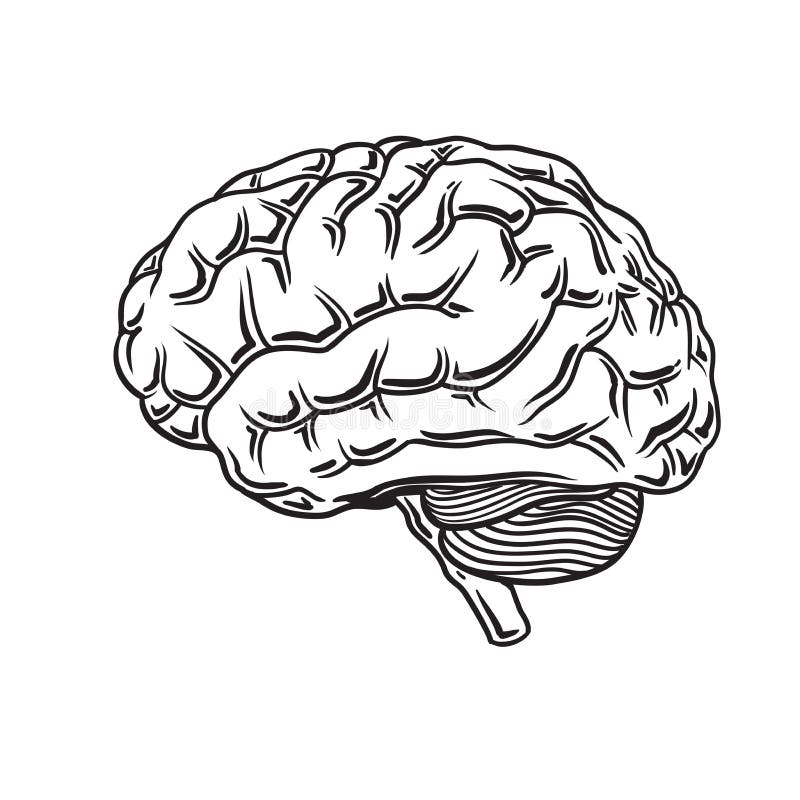 Human Brain Vector Hand Drawn Stock Vector - Illustration of medical ...