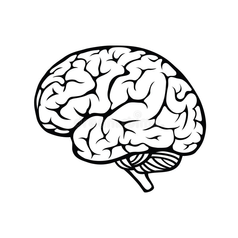 Describir ilustraciones de hombre cerebro en blanco.