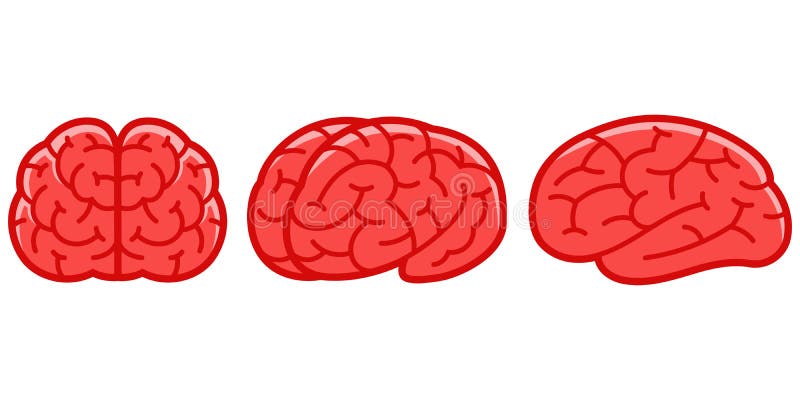 Human Brains in Cartoon Style. Stock Vector - Illustration of front, cerebellum: 180132243 Human Brains in Cartoon Style. Stock Vector - Illustration of front, cerebellum: 180132243