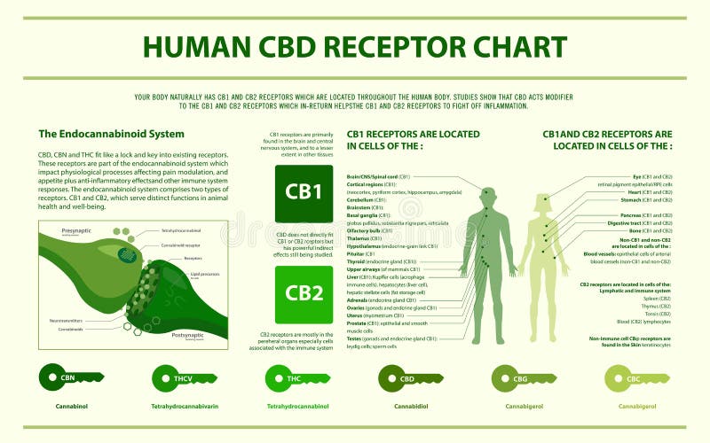 Cbd Chart