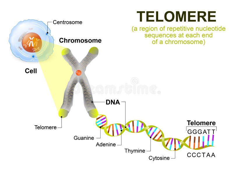 Human cell, chromosome and telomere
