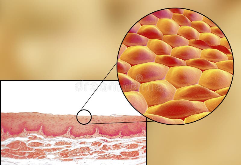 Human cells, micrograph and 3D illustration stock illustration