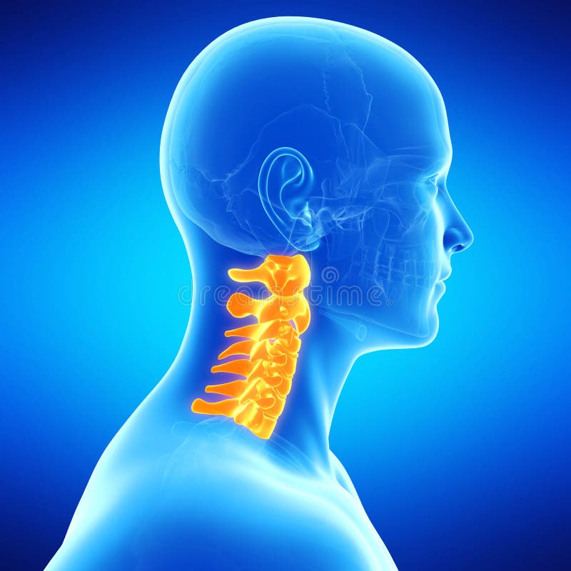 The human cervical spine stock illustration. Illustration of human ...