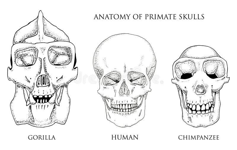 Human and chimpanzee, gorilla. biology and anatomy illustration. engraved hand drawn in old sketch and vintage style royalty free illustration Human and chimpanzee, gorilla. biology and anatomy illustration. engraved hand drawn in old sketch and vintage style royalty free illustration