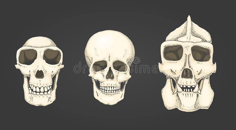 Human and chimpanzee, gorilla. biology and anatomy illustration. engraved hand drawn in old sketch and vintage style stock illustration Human and chimpanzee, gorilla. biology and anatomy illustration. engraved hand drawn in old sketch and vintage style stock illustration