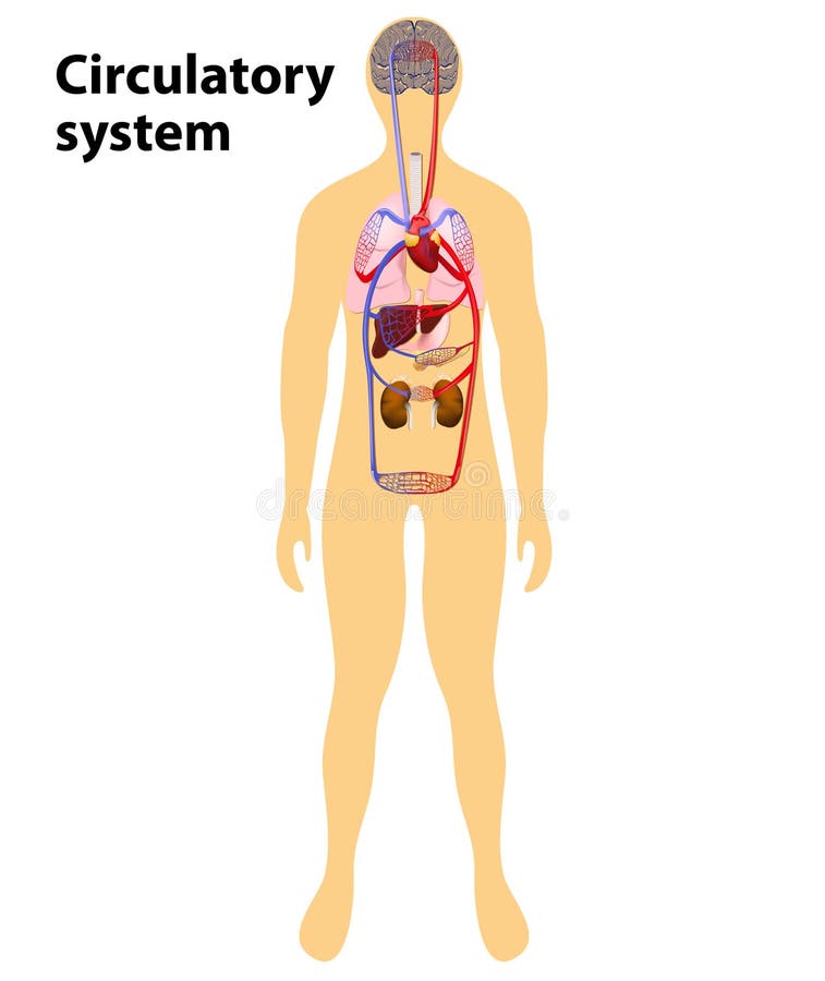 Human circulatory system vector illustration
