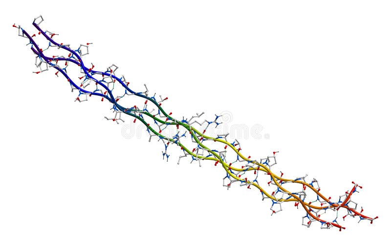 Segment of human collagen isolated on a white background. Segment of human collagen isolated on a white background