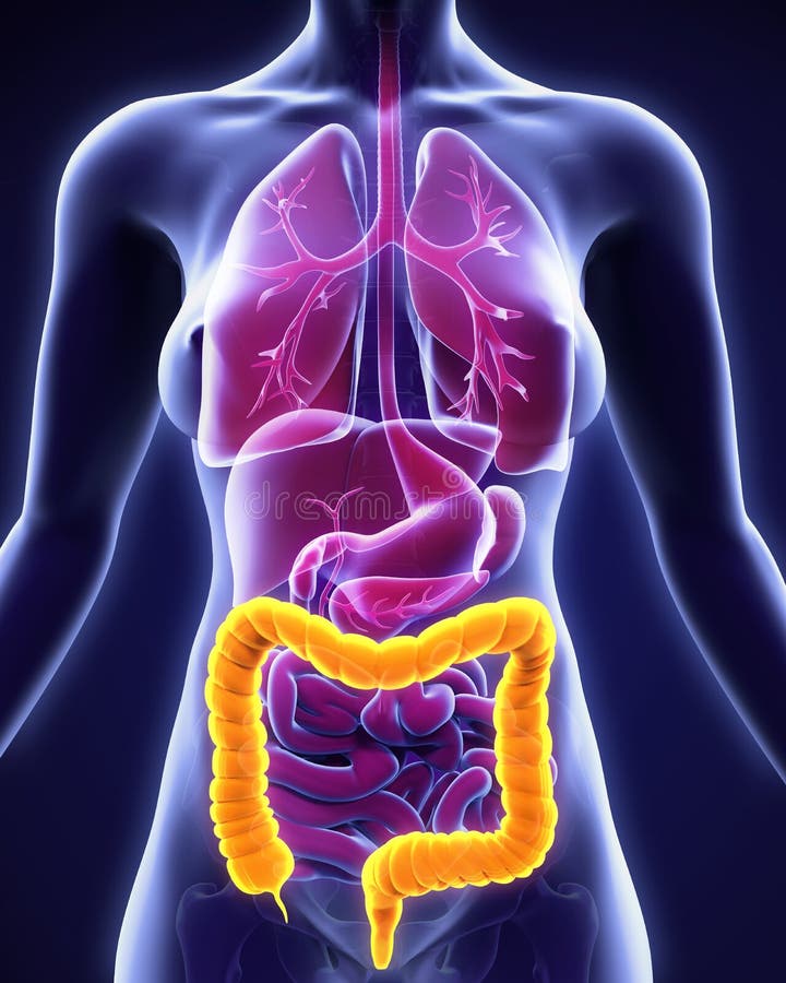 Human colon stock illustration. Illustration of biology - 2512665