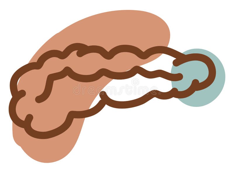 Human colon, icon stock vector. Illustration of body - 260371593