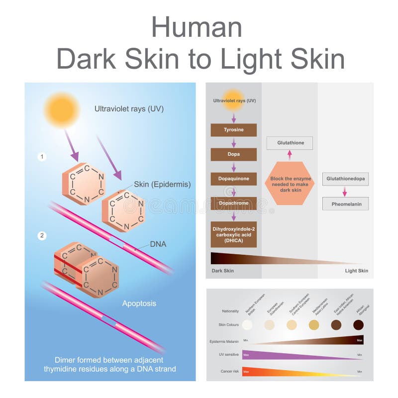 Skin Cancer Chart Pictures