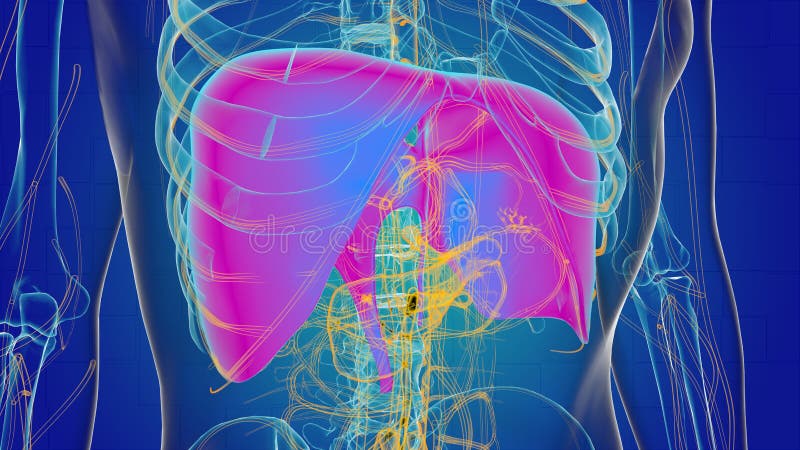 Human Diaphragm Anatomy for Medical Concept 3D Stock Illustration ... Biology Diagrams