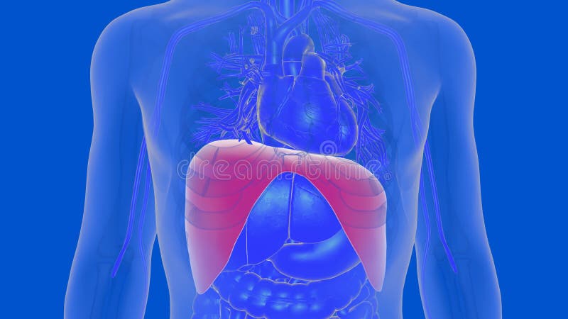 Human Diaphragm Anatomy for Medical Concept 3D Rendering Stock ... Biology Diagrams
