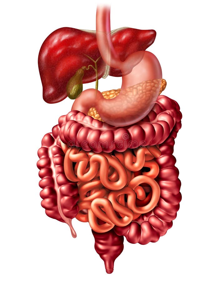 digestive system clipart