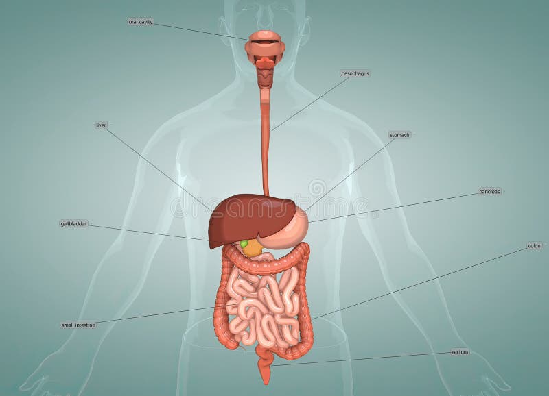 The Human Digestive System Consists Of The Gastrointestinal Tract Plus