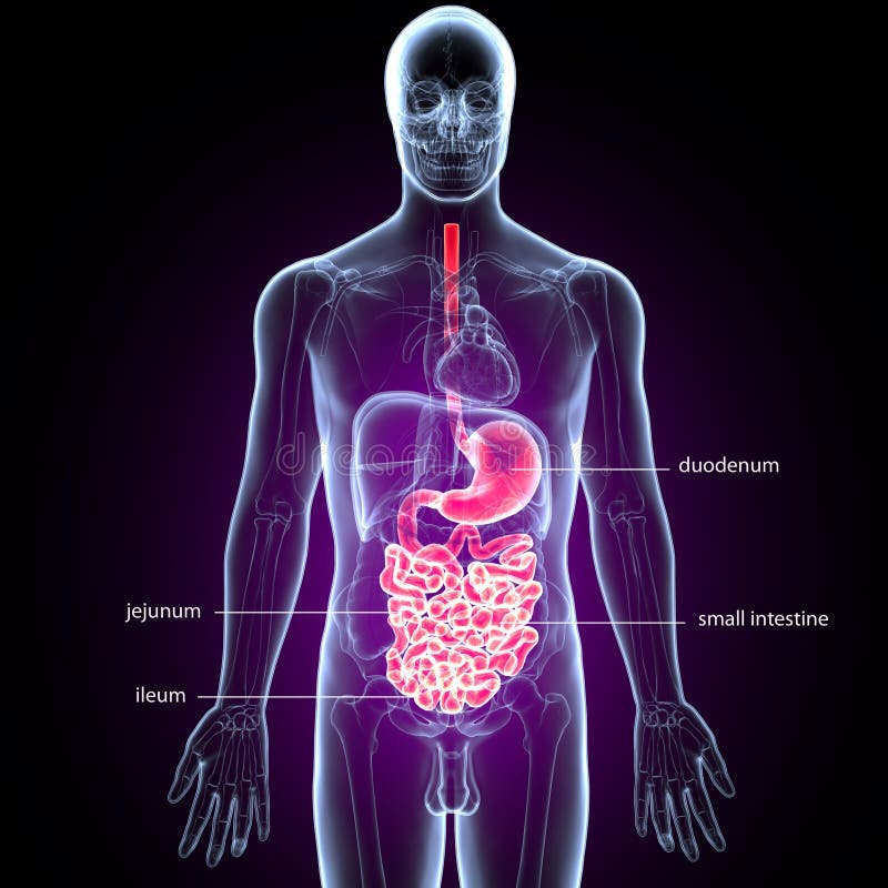 3d Illustration of Human Body Digestive System Anatomy Stock ... Biology Diagrams
