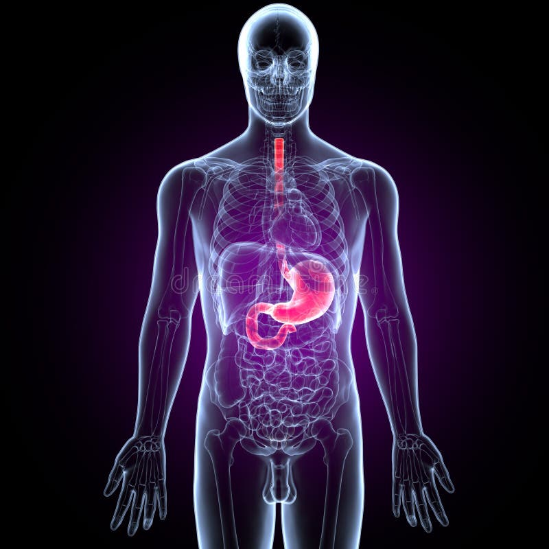 3D Illustration of Human Digestive System Anatomy Stomach with Small