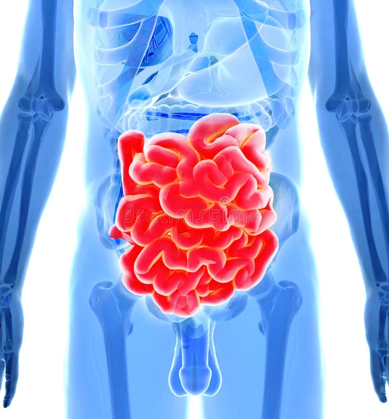 Human digestive System vector illustration