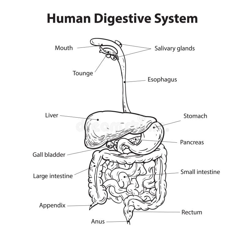 Human Digestive System Diagram, Vector Illustration in Simple Black and ...