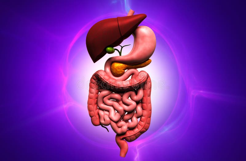 Human digestive system stock illustration. Illustration of medical ...