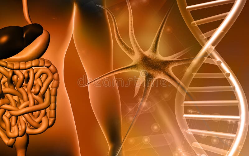 Human digestive system and DNA stock illustration