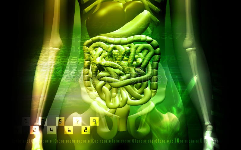 Human digestive system and Skelton stock illustration