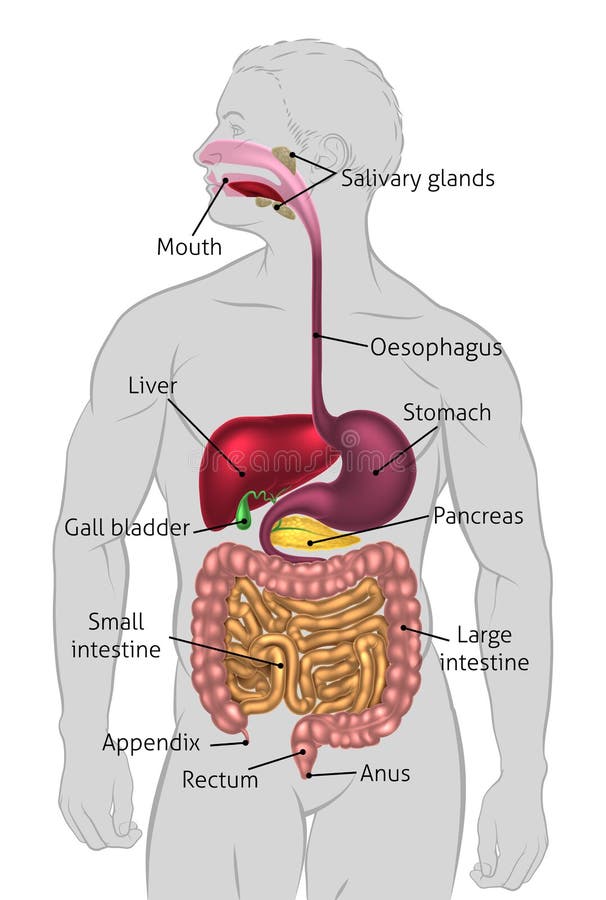 Human Digestive System Woman Anatomy Diagram, Vectors | GraphicRiver