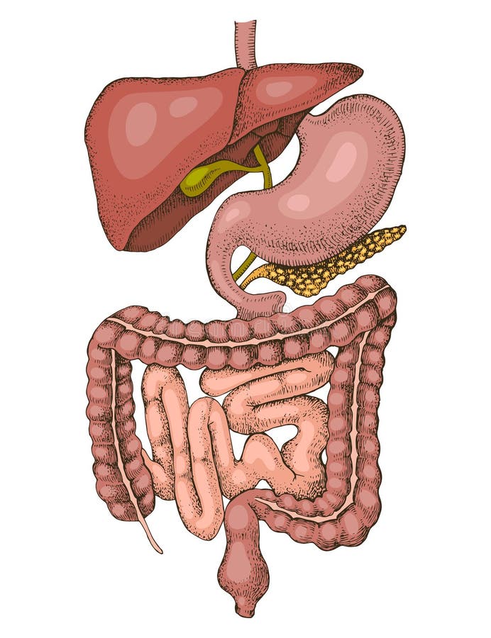 Human digestive system vector illustration royalty free illustration